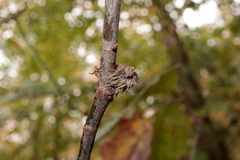 Dryocosmus floridensis