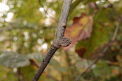 Dryocosmus floridensis