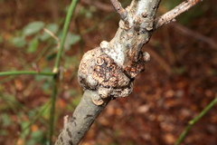 Callirhytis quercuscornigera