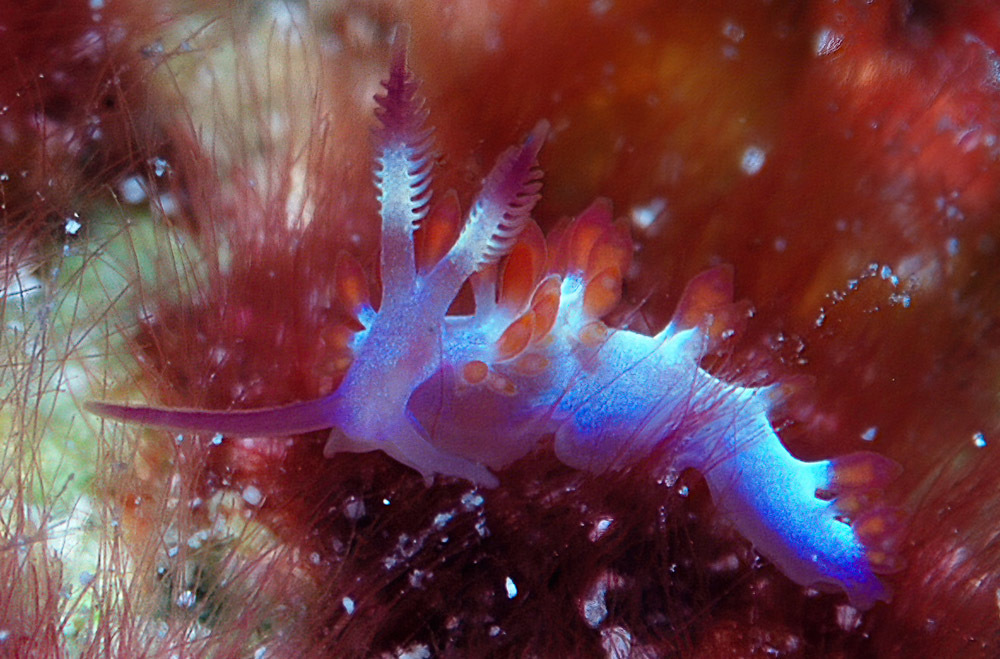 Launsina rubropurpurata
