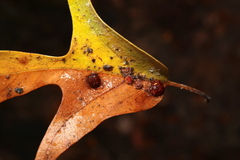 Polystepha symmetrica