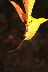 Polystepha symmetrica