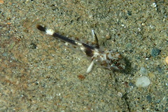 Fusigobius inframaculatus