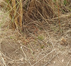 Phalotris lemniscatus