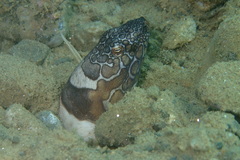 Ophichthus bonaparti