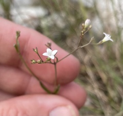 Stenaria nigricans floridana