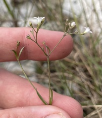 Stenaria nigricans floridana