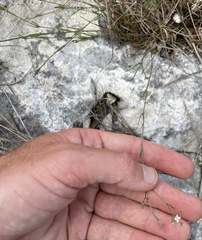 Stenaria nigricans floridana