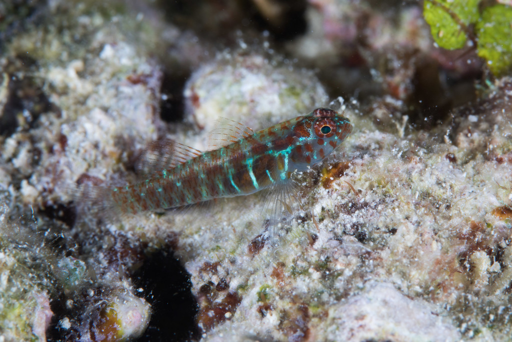 Dotted dwarfgoby (Eviota punctulata) — Gobiidae