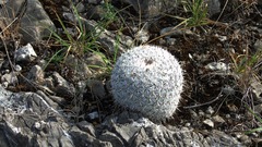 Mammillaria albilanata