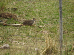 Nothoprocta pentlandii