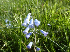 Brimeura amethystina