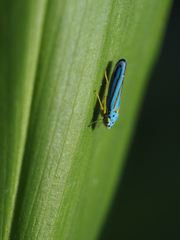 Graphocephala atropunctata