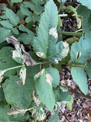 Phytomyza angelicastri