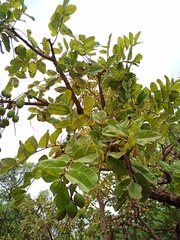 Andira