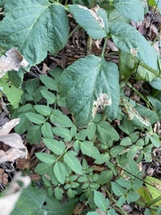 Phytomyza angelicastri