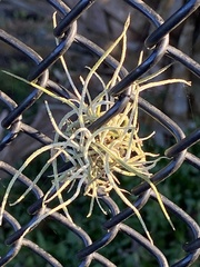 Tillandsia recurvata image
