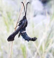 Hymenoclea palmii