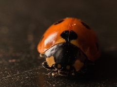 Coccinella septempunctata