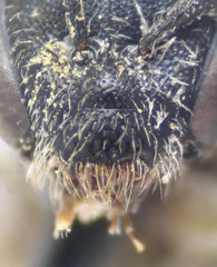 Lasioglossum pseudoplanulum