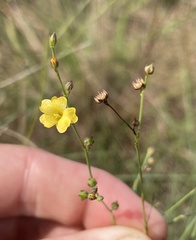 Linum arenicola