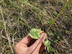 Ranunculus cardiophyllus