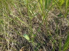 Ranunculus cardiophyllus