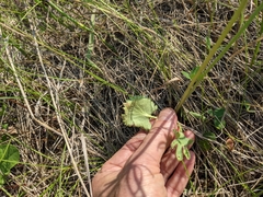 Ranunculus cardiophyllus