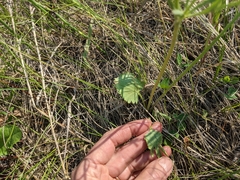 Ranunculus cardiophyllus