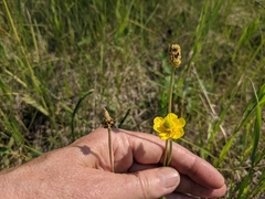Ranunculus cardiophyllus