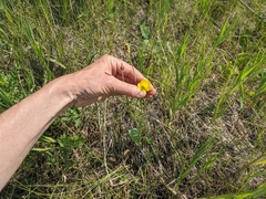Ranunculus cardiophyllus