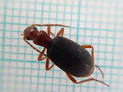 Brachinus crepitans