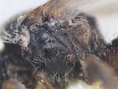 Lasioglossum pseudoplanulum