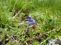 Veronica satureiifolia