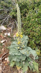 Verbascum macrurum