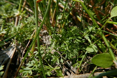 Helosciadium