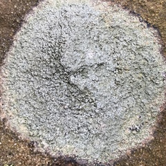 Pertusaria plittiana