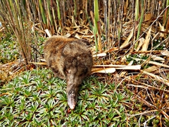 Nasua olivacea