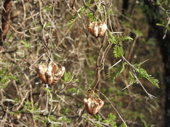 Aristolochia argentina