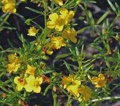 Scoparia montevidensis