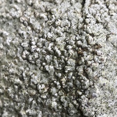 Pertusaria plittiana
