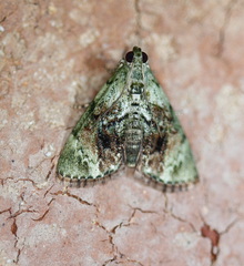 Stericta bryomima