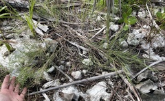 Dichanthelium neuranthum