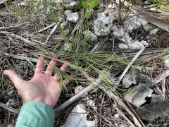 Dichanthelium neuranthum