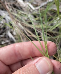 Dichanthelium neuranthum