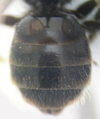 Lasioglossum pseudoplanulum