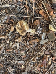 Suillus bellinii
