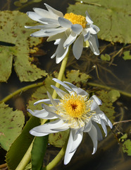 Nymphaea carpentariae