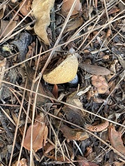 Suillus bellinii