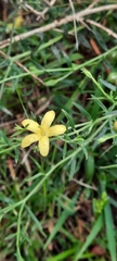 Menodora integrifolia